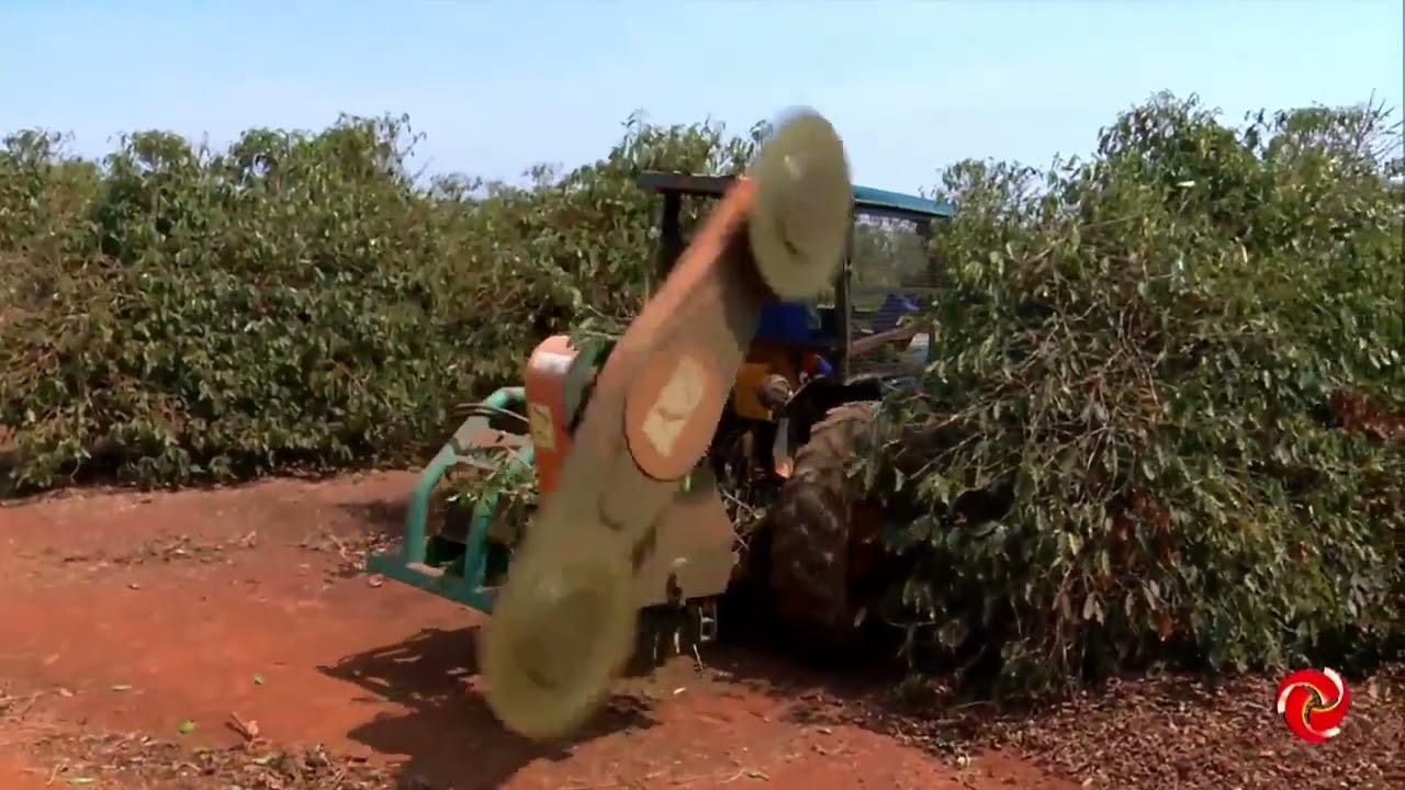 Geagro no Café com TV - Esqueletamento e adubação na lavoura de café