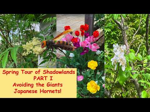 A tour of the woodland walk at Shadowlands dodging the Giant Asian Hornets!