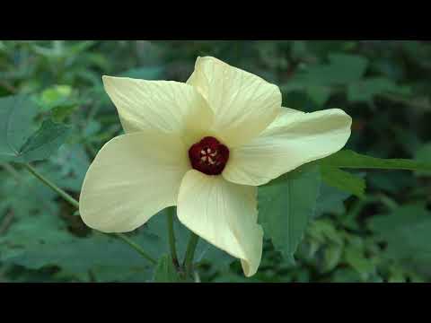 園芸 一年生アオイ科のアオイ科の植物、三半期のラヴァテール