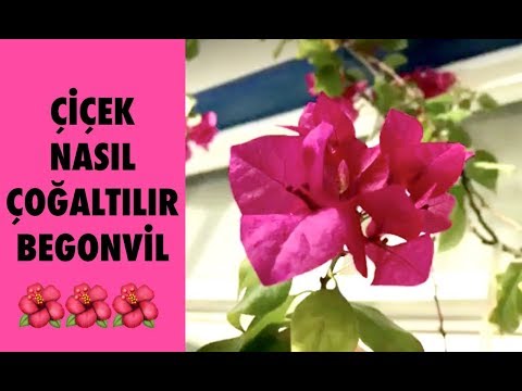 download lagu mp3 mp4 Begonvil Fidesi, download lagu Begonvil Fidesi gratis, unduh video klip Begonvil Fidesi