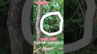 Download lagu Kakek cangkul mengerikan lato lato,#short mp3