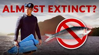 Download lagu This Fish Shouldn’t Exist | Taal Lake Philippines Documentary mp3