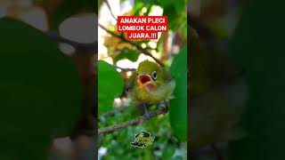 Download lagu Anakan Pleci Lombok Calon Juara‼️#short | PEPADU KECIAL mp3