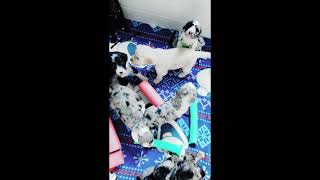 Video preview image #6 Bordoodle Puppy For Sale in STRAFFORD, MO, USA