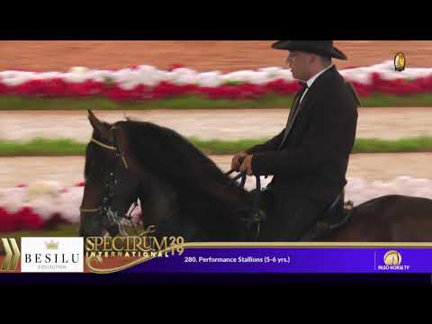 2019 Spectrum International - 280  Performance Stallion 5 & 6 Yrs