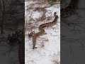Giant eastern diamondback rattlesnake on the beach