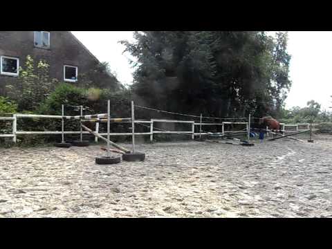 Freispringen Quintender - Ludwig von Bayern vom 29.07.2014