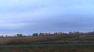 preview picture of video 'Agassi Valley Project; Sandhill Cranes, Warren, Minnesota'