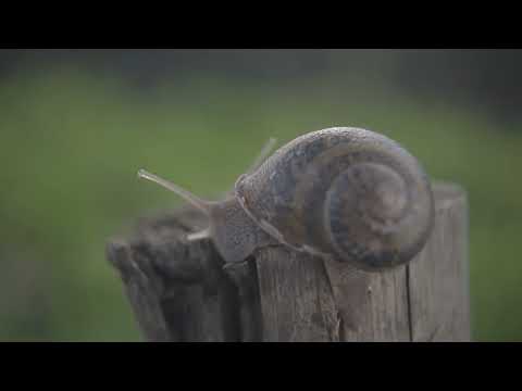 Estrazione bava di lumaca