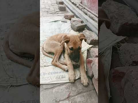 Street dog 29 #youtube #shorat #video #trending#viral #pleasesubscribe