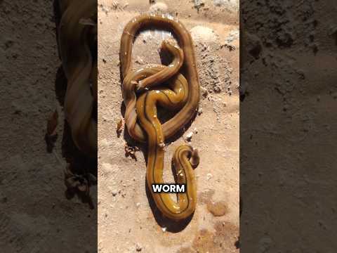 Never cut this worm.🪱🔪 #shorts #youtubeshorts #facts #amazingfacts