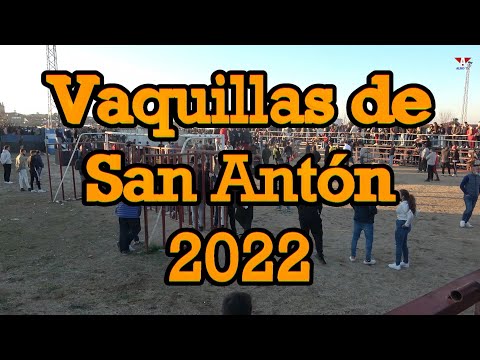 San Antón - Vaquillas