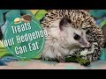 Hedgehog Diet: Treats & Dangerous Foods