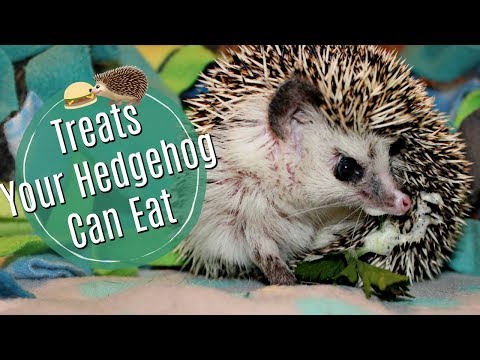 Hedgehog Diet: Treats & Dangerous Foods
