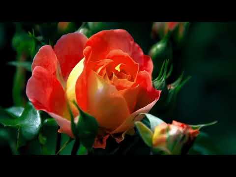 Opwekking 465 Ik prijs U, Heer 1B