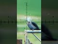 AIRGUN PELLET Secrets EXPOSED Hunting Fxairguns Airgunning