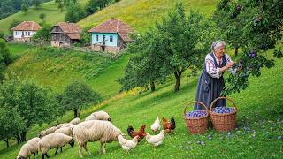 Um Dia No Campo Na Romênia: Ovelhas, Gado E Colheita De Frutas E Vegetais Limpos