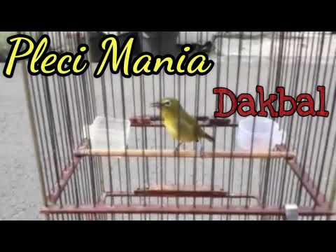 download lagu mp3 mp4 Masteran Burung Pleci Dakun Bali, download lagu Masteran Burung Pleci Dakun Bali gratis, unduh video klip Masteran Burung Pleci Dakun Bali