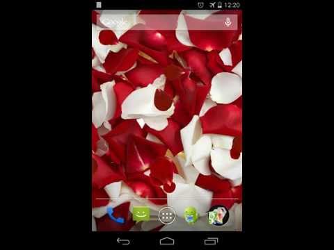 Rose petals Live Wallpaper Video
