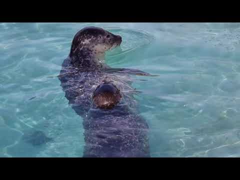 Icelandic Seals 🦭 Reykjavík Zoo