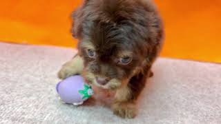 ハーフ犬の動画01