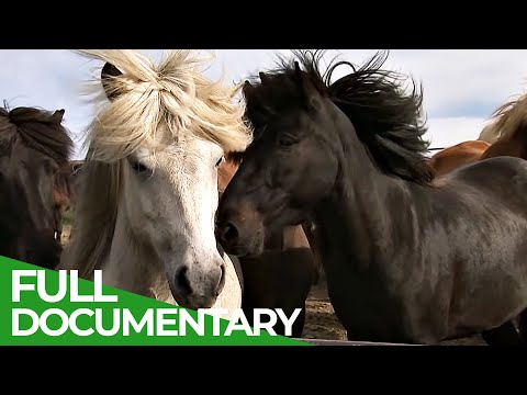 Iceland - Home of Europe's Strongest Horses