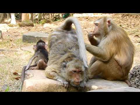 Monkey Baby Nui | Nui read a book with her mother.#049