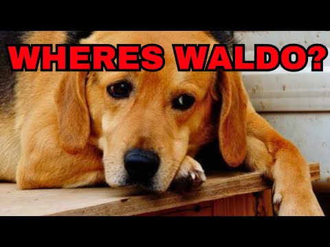 The Outcome Of The Dreaded Vet Visit With My Senior Beagle