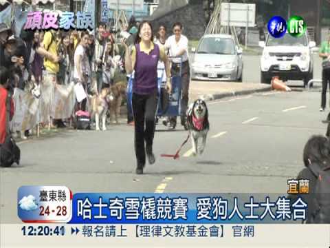 哈士奇拉雪橇狂奔 模樣超可愛