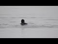 Cormorant Vs Pike