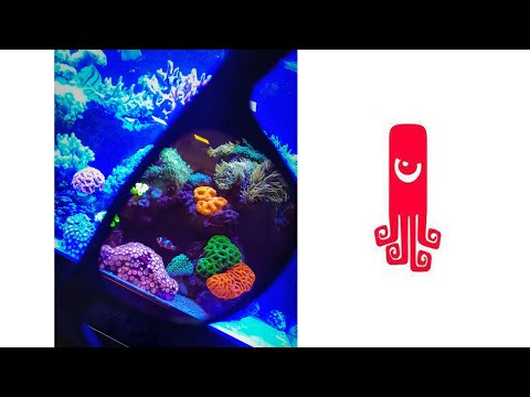 CrazyCoral - 7th birthday visit