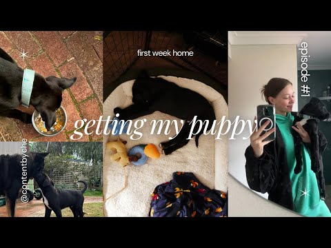 first week with my new puppy