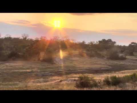 Djuma: Vervet alarms and leopard sawing - 05/28/18