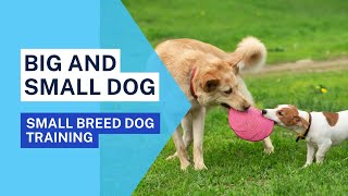 Big and Small Breed Dogs & Multi-Dog Households