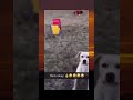 Flipperino doggerino
