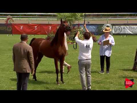 N.44 RENOIR DI MAR - Chantilly 2019 AHO World Cup - Yearling Colts (Class 6B)