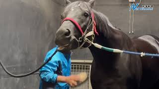 [聊天] 三冠馬コントレイル離開放牧地