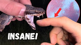 We Tested Snake Venom Against Human Blood!