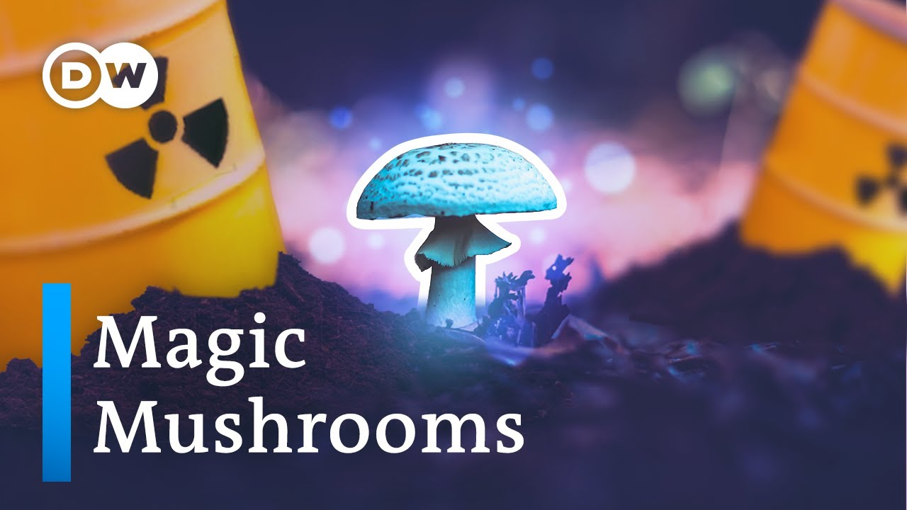 How mushrooms clean up the planet (and other fungi powers)