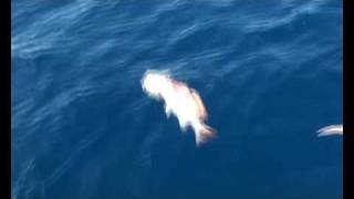 preview picture of video 'Massacre!!  Monster Cod and Heaps More Great Reef Fishing'