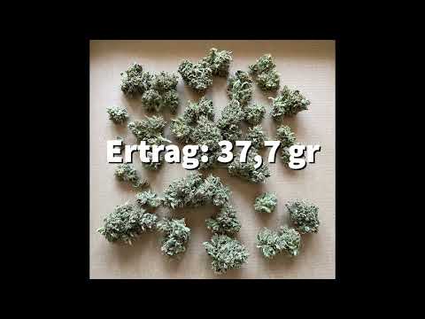 Dutch Passion   Auto Orange Bud