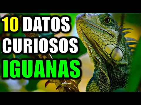 10 Interesting Facts About Green Iguanas - Did you know they have 3 eyes?
