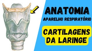 ANATOMIA - TODAS AS CARTILAGENS DA LARINGE! Aparelho respiratório!