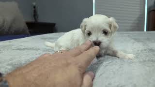 Video preview image #4 Maltese Puppy For Sale in OCALA, FL, USA