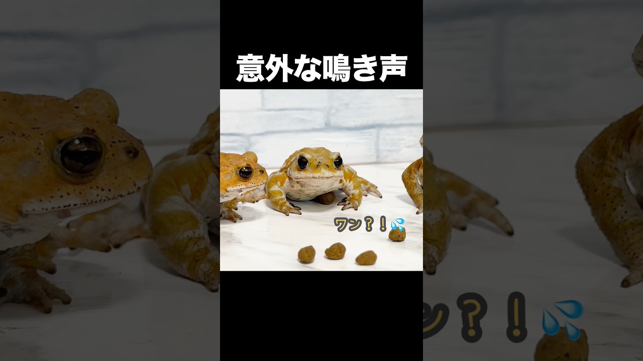 カエルなのに犬みたいな鳴き声でかわいい #カエル #cute #animals
