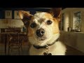 Chewy Chatty Pets Giorgio And Ralph Pet Prescriptions
