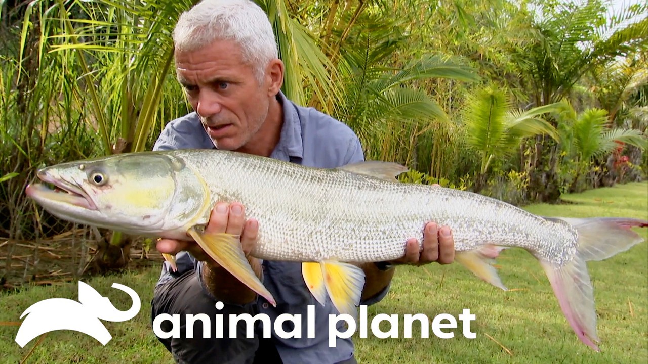 Catching the WRONG Monsters | River Monsters | Animal Planet