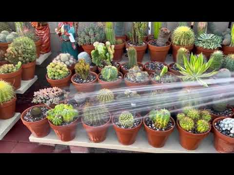 Kay's Garden Tour - How I water my Plants - October 2022