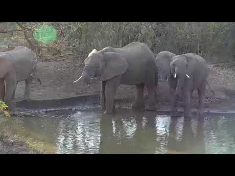 Kwa: Elephant herd getting a drink - 16:22 - 08/13/19
