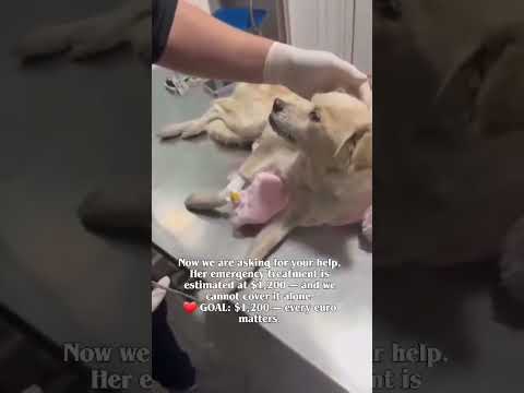 urgently needed please help link in bio to donate #NYC#LosAngeles#Chicago#Texas#Florida#california